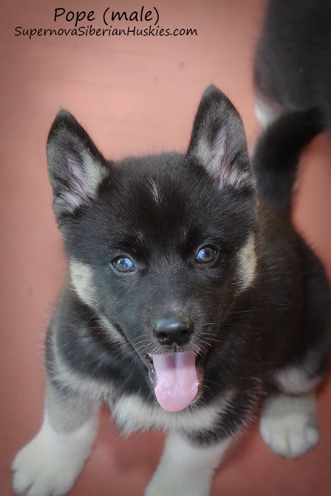 Texas Husky Puppies: Texas Husky Breeder: Available Texas Huskies