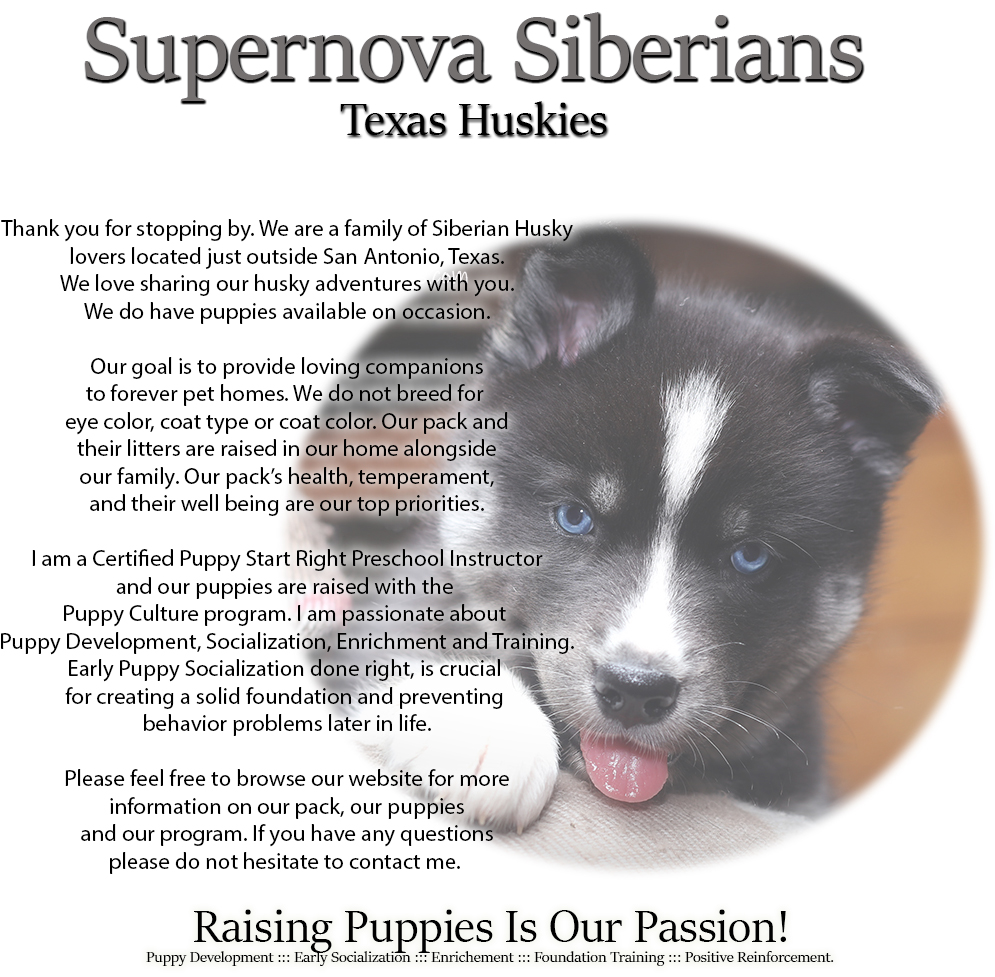 Siberian store husky breeders